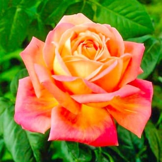Роза чаен хибрид Peace  изображение 1